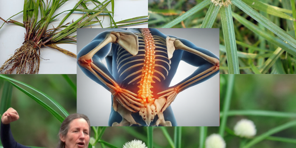 Unveiling the Power of Kyllinga brevifolia: Nature’s Hidden Wellness Gem