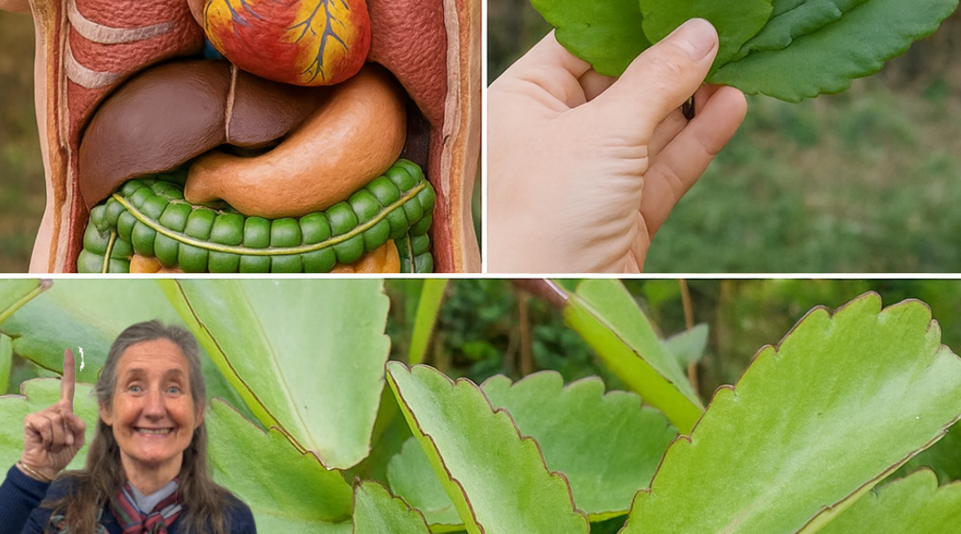 🌿 Kalanchoe Pinnata: The Miracle Leaf That Transforms Your Health