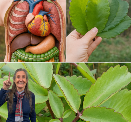 🌿 Kalanchoe Pinnata: The Miracle Leaf That Transforms Your Health 🌿 Kalanchoe Pinnata: The Miracle Leaf That Transforms Your Health