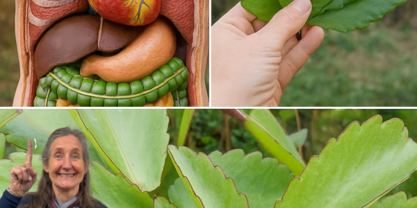 🌿 Kalanchoe Pinnata: The Miracle Leaf That Transforms Your Health 🌿 Kalanchoe Pinnata: The Miracle Leaf That Transforms Your Health