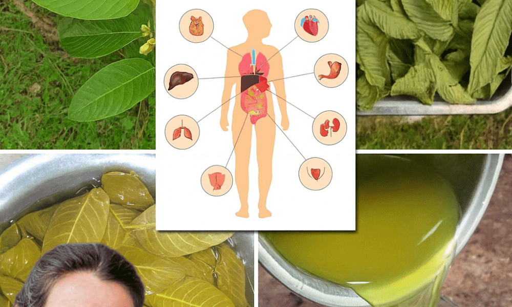 🌿 Guava Leaves Unveiled: 12 Surprising Benefits to Transform Your Health 🌿 Guava Leaves Unveiled: 12 Surprising Benefits to Transform Your Health