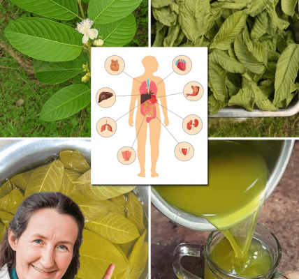 🌿 Guava Leaves Unveiled: 12 Surprising Benefits to Transform Your Health 🌿 Guava Leaves Unveiled: 12 Surprising Benefits to Transform Your Health