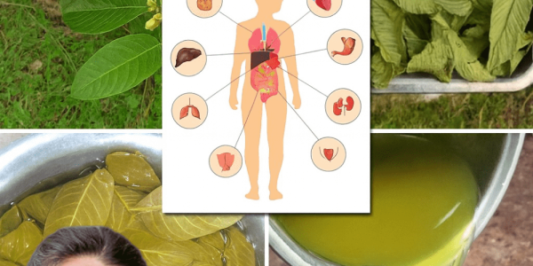 šæ Guava Leaves Unveiled: 12 Surprising Benefits to Transform Your Health šæ Guava Leaves Unveiled: 12 Surprising Benefits to Transform Your Health