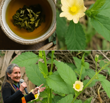 Discover the Hidden Power of Sida Acuta: Nature’s Secret Superhero for Health and Healing