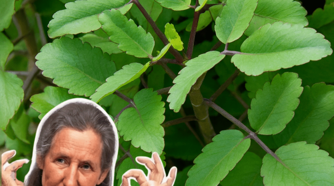 🌿 Why Kalanchoe Deserves a Spot in Your Home and Garden: 18 Irresistible Reasons to Grow This Miracle Plant! 🌿 Why Kalanchoe Deserves a Spot in Your Home and Garden: 18 Irresistible Reasons to Grow This Miracle Plant!