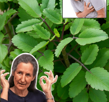 🌿 Why Kalanchoe Deserves a Spot in Your Home and Garden: 18 Irresistible Reasons to Grow This Miracle Plant! 🌿 Why Kalanchoe Deserves a Spot in Your Home and Garden: 18 Irresistible Reasons to Grow This Miracle Plant!