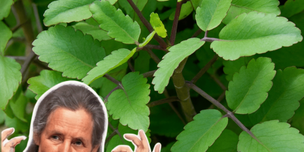 🌿 Why Kalanchoe Deserves a Spot in Your Home and Garden: 18 Irresistible Reasons to Grow This Miracle Plant! 🌿 Why Kalanchoe Deserves a Spot in Your Home and Garden: 18 Irresistible Reasons to Grow This Miracle Plant!