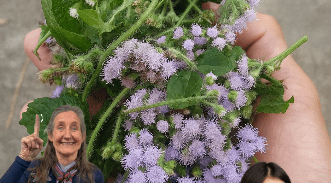 Unlock the Healing Secrets of Chromolaena Odorata: 15 Compelling Reasons to Embrace This Miracle Herb 🌿 Unlock the Healing Secrets of Chromolaena Odorata: 15 Compelling Reasons to Embrace This Miracle Herb 🌿