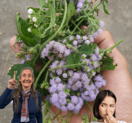 Unlock the Healing Secrets of Chromolaena Odorata: 15 Compelling Reasons to Embrace This Miracle Herb 🌿 Unlock the Healing Secrets of Chromolaena Odorata: 15 Compelling Reasons to Embrace This Miracle Herb 🌿