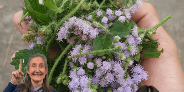 Unlock the Healing Secrets of Chromolaena Odorata: 15 Compelling Reasons to Embrace This Miracle Herb šæ Unlock the Healing Secrets of Chromolaena Odorata: 15 Compelling Reasons to Embrace This Miracle Herb šæ