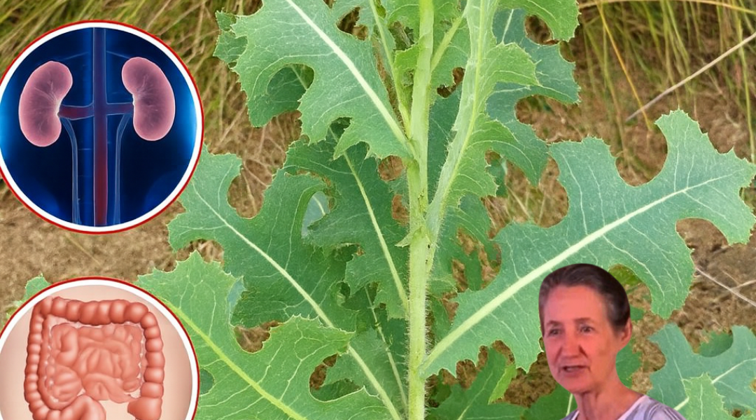 🌿 Is This Common Weed Your Secret to Vibrant Health? Unlock the Hidden Powers of Prickly Lettuce 🌿 Is This Common Weed Your Secret to Vibrant Health? Unlock the Hidden Powers of Prickly Lettuce