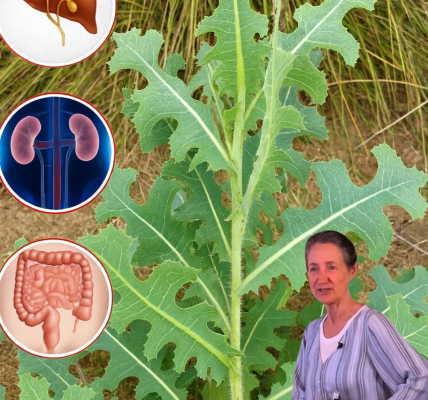 🌿 Is This Common Weed Your Secret to Vibrant Health? Unlock the Hidden Powers of Prickly Lettuce 🌿 Is This Common Weed Your Secret to Vibrant Health? Unlock the Hidden Powers of Prickly Lettuce