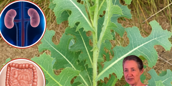 šæ Is This Common Weed Your Secret to Vibrant Health? Unlock the Hidden Powers of Prickly Lettuce šæ Is This Common Weed Your Secret to Vibrant Health? Unlock the Hidden Powers of Prickly Lettuce