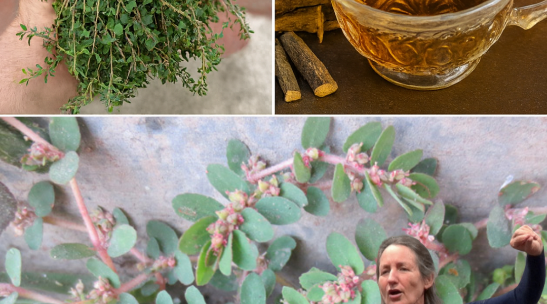 Unlock the Hidden Power of Euphorbia Thymifolia: 7 Astonishing Health Benefits of This Overlooked Herb 🌿✨