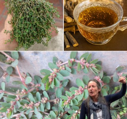 Unlock the Hidden Power of Euphorbia Thymifolia: 7 Astonishing Health Benefits of This Overlooked Herb 🌿✨