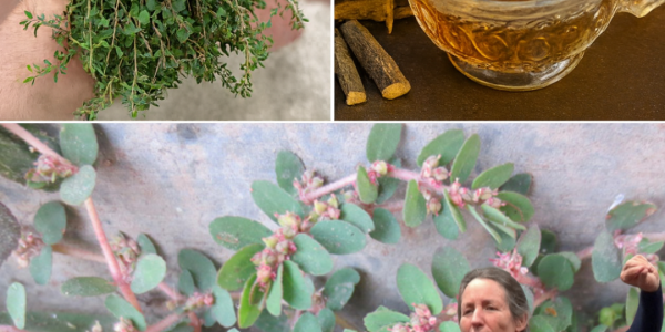 Unlock the Hidden Power of Euphorbia Thymifolia: 7 Astonishing Health Benefits of This Overlooked Herb 🌿✨