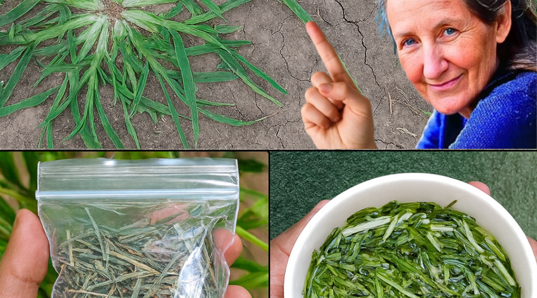 🌿 Goose Grass: The Backyard Weed with 10+ Astonishing Health Benefits You Need to Know 🌿 Goose Grass: The Backyard Weed with 10+ Astonishing Health Benefits You Need to Know