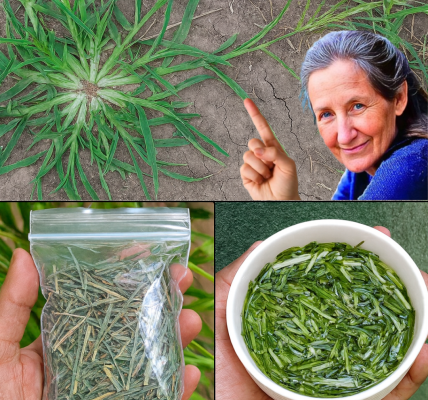 🌿 Goose Grass: The Backyard Weed with 10+ Astonishing Health Benefits You Need to Know 🌿 Goose Grass: The Backyard Weed with 10+ Astonishing Health Benefits You Need to Know