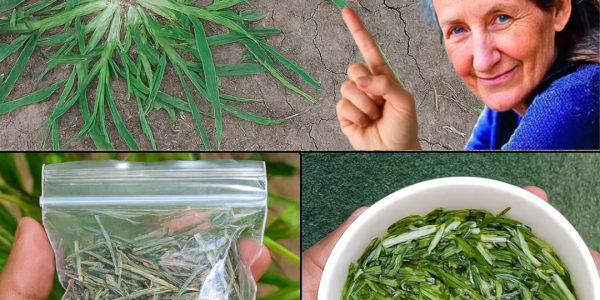🌿 Goose Grass: The Backyard Weed with 10+ Astonishing Health Benefits You Need to Know 🌿 Goose Grass: The Backyard Weed with 10+ Astonishing Health Benefits You Need to Know