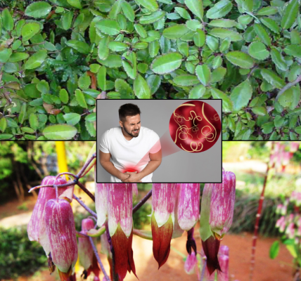 Bryophyllum Pinnatum: 7 Amazing Health Benefits of the Miracle Leaf of Life Bryophyllum Pinnatum: 7 Amazing Health Benefits of the Miracle Leaf of Life