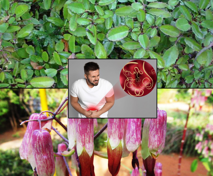 Bryophyllum Pinnatum: 7 Amazing Health Benefits of the Miracle Leaf of Life
