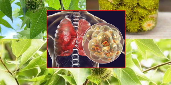 American Sweetgum (Liquidambar styraciflua): Health Benefits and Easy Ways to Use It at Home