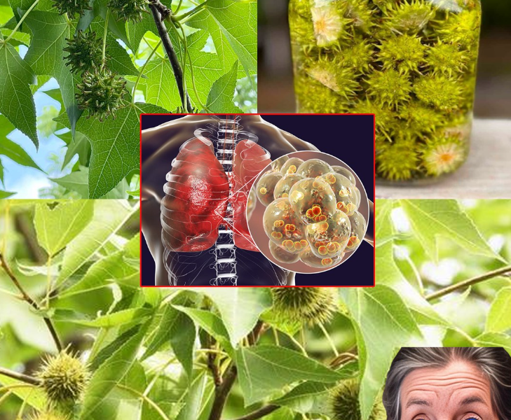 American Sweetgum (Liquidambar styraciflua): Health Benefits and Easy Ways to Use It at Home