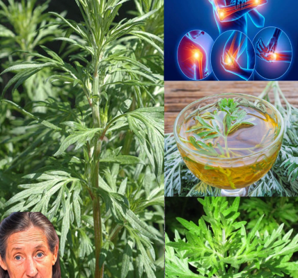 Mugwort (Artemisia vulgaris): 20 Surprising Health Benefits and How to Use This Ancient Herb Safely Mugwort (Artemisia vulgaris): 20 Surprising Health Benefits and How to Use This Ancient Herb Safely