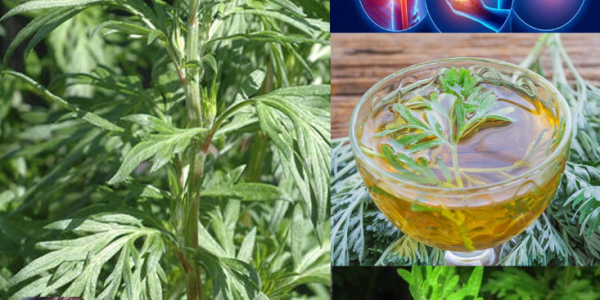 Mugwort (Artemisia vulgaris): 20 Surprising Health Benefits and How to Use This Ancient Herb Safely