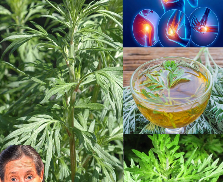 Mugwort (Artemisia vulgaris): 20 Surprising Health Benefits and How to Use This Ancient Herb Safely Mugwort (Artemisia vulgaris): 20 Surprising Health Benefits and How to Use This Ancient Herb Safely