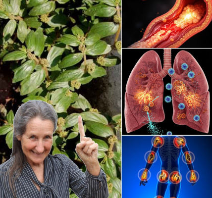 Euphorbia Hirta: Discover Its Health Benefits and Safe Uses for Wellness Euphorbia Hirta: Discover Its Health Benefits and Safe Uses for Wellness