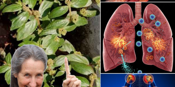 Euphorbia Hirta: Discover Its Health Benefits and Safe Uses for Wellness