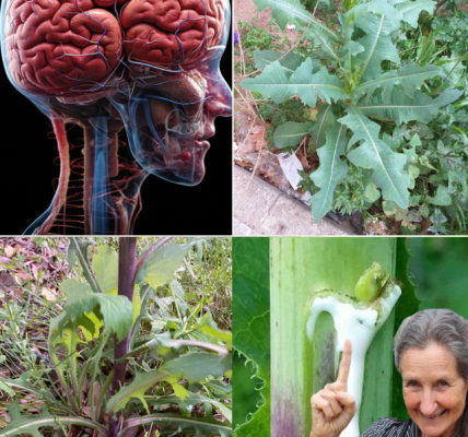 The Power of Wild Lettuce Sap: How to Collect, Use, and Benefit from It The Power of Wild Lettuce Sap: How to Collect, Use, and Benefit from It