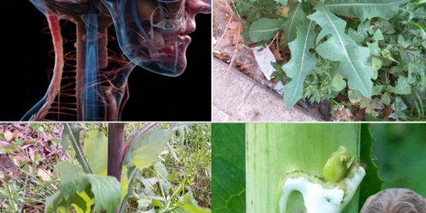 The Power of Wild Lettuce Sap: How to Collect, Use, and Benefit from It