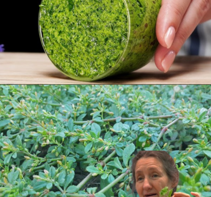 Purslane: The Underestimated Superfood with Maximum Health Benefits Purslane: The Underestimated Superfood with Maximum Health Benefits