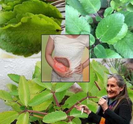 Miracle Leaf of Life: The Garden Gem Worth More Than Gold Miracle Leaf of Life: The Garden Gem Worth More Than Gold