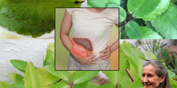 Miracle Leaf of Life: The Garden Gem Worth More Than Gold