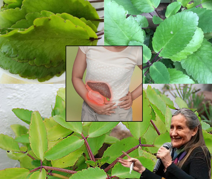 Miracle Leaf of Life: The Garden Gem Worth More Than Gold