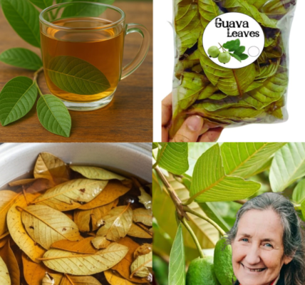 Guava Leaves for Blood Sugar Support: A Natural Option for Healthier Living Guava Leaves for Blood Sugar Support: A Natural Option for Healthier Living