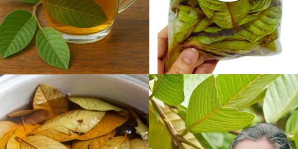 Guava Leaves for Blood Sugar Support: A Natural Option for Healthier Living
