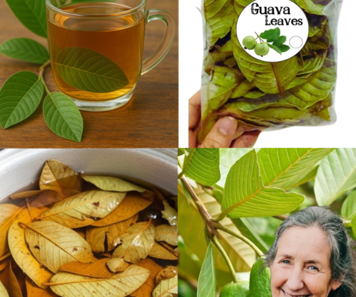 Guava Leaves for Blood Sugar Support: A Natural Option for Healthier Living Guava Leaves for Blood Sugar Support: A Natural Option for Healthier Living