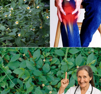 Sida Rhombifolia: A Traditional Herb for Wellness Support and Safety Tips