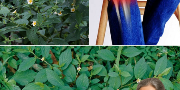 Sida Rhombifolia: A Traditional Herb for Wellness Support and Safety Tips