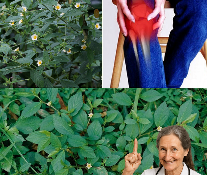 Sida Rhombifolia: A Traditional Herb for Wellness Support and Safety Tips Sida Rhombifolia: A Traditional Herb for Wellness Support and Safety Tips