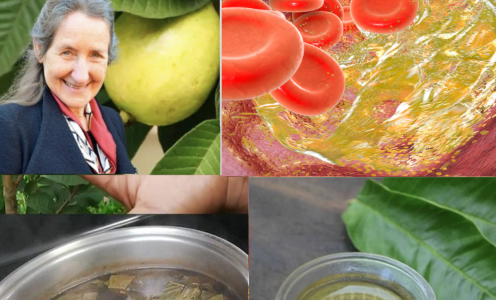 Energizing and Calming Teas: The Perfect Blends to Start Your Day and Unwind Your Evening