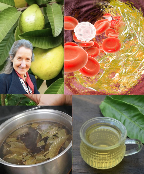 Energizing and Calming Teas: The Perfect Blends to Start Your Day and Unwind Your Evening Energizing and Calming Teas: The Perfect Blends to Start Your Day and Unwind Your Evening