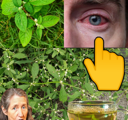 30 Powerful Benefits of Sessile Joyweed: A Hidden Gem for Your Health 30 Powerful Benefits of Sessile Joyweed: A Hidden Gem for Your Health