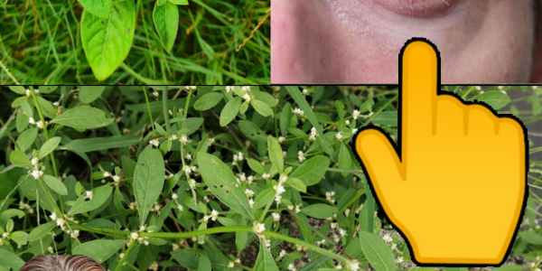 30 Powerful Benefits of Sessile Joyweed: A Hidden Gem for Your Health