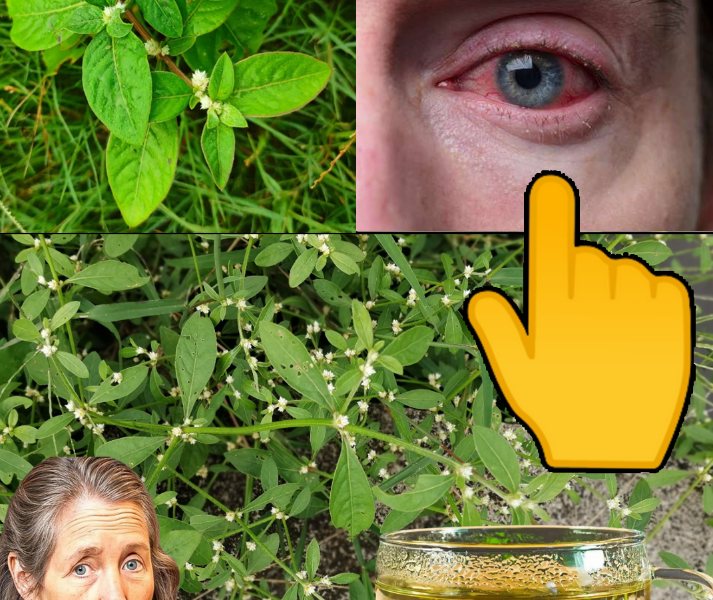 30 Powerful Benefits of Sessile Joyweed: A Hidden Gem for Your Health 30 Powerful Benefits of Sessile Joyweed: A Hidden Gem for Your Health