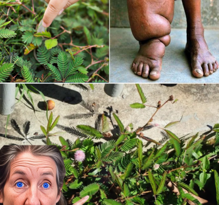 Mimosa Pudica: The Sensitive Plant That May Boost Your Health Naturally Mimosa Pudica: The Sensitive Plant That May Boost Your Health Naturally